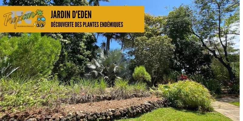 ITC Tropicar vous accompagne vers la découverte de la flore endémique de La Réunion